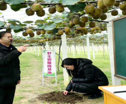 赴商城县千山农业合作社开展猕猴桃果酒科技服务工作方案 (1)